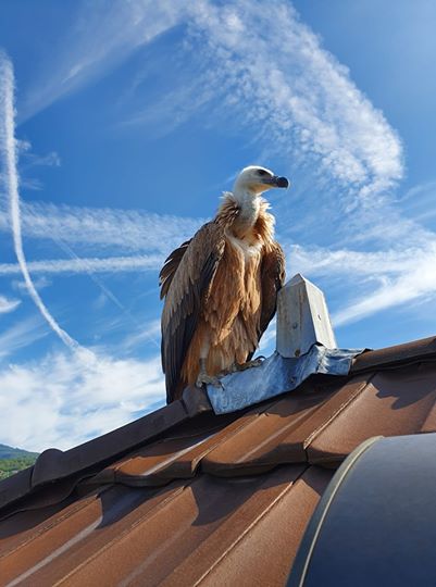vautour aix