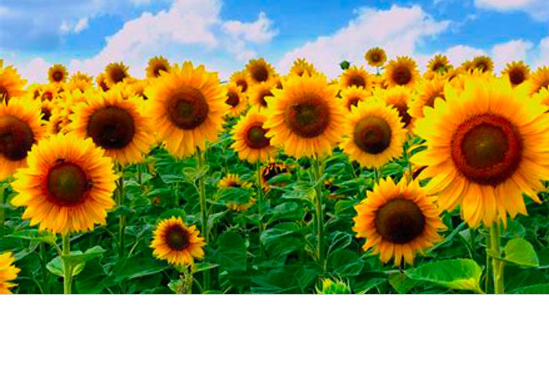 actu tournesol