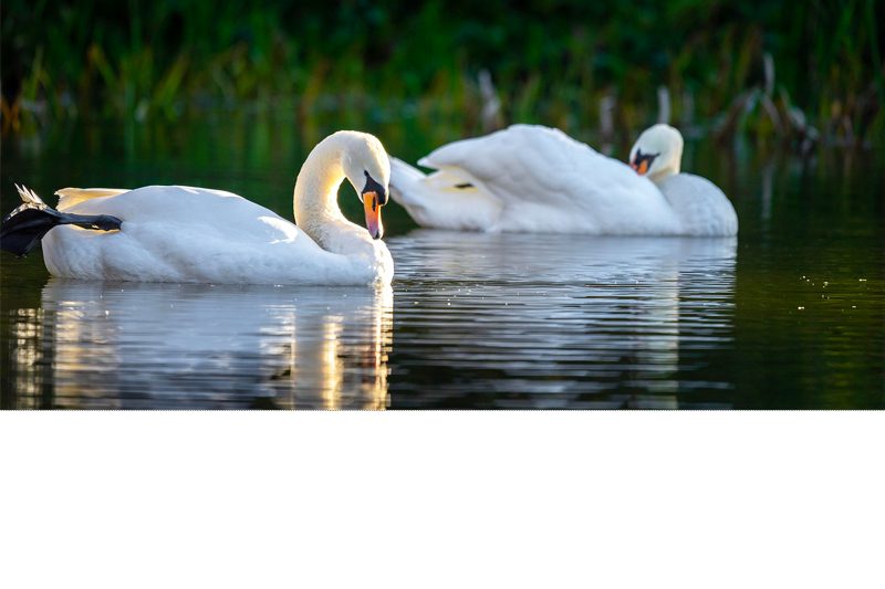 actu cygnes