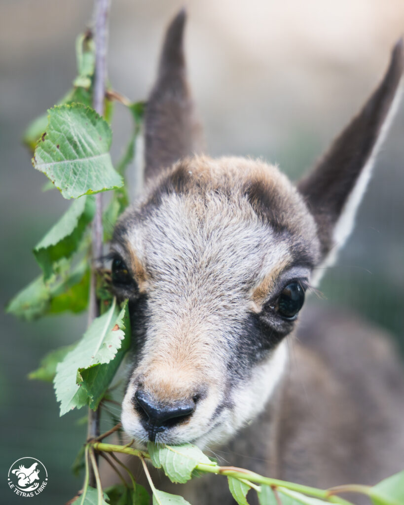 Jeune chamois mâchonnant des feuilles