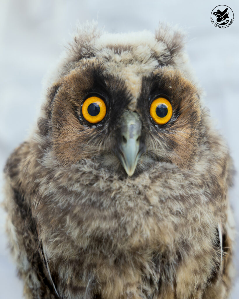 Jeune hibou moyen-duc aux yeux orange