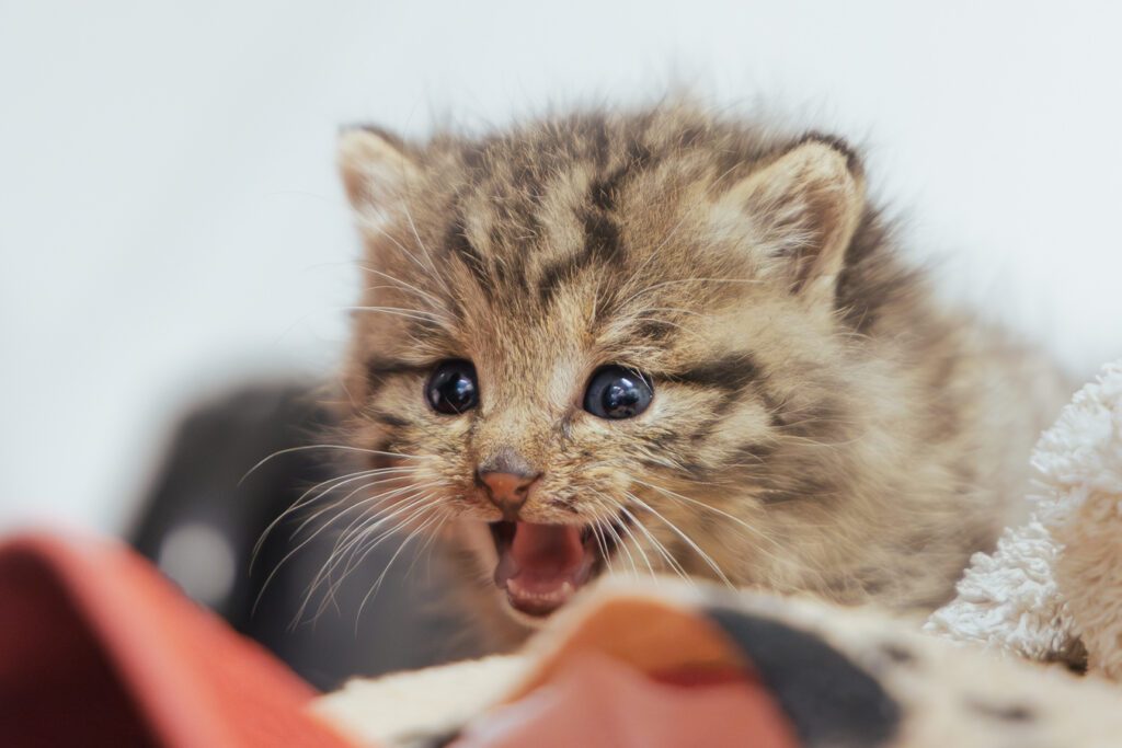 Chaton de chat forestier au centre
